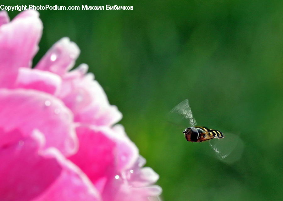 Bee, Insect, Invertebrate, Blossom, Flora, Flower, Geranium