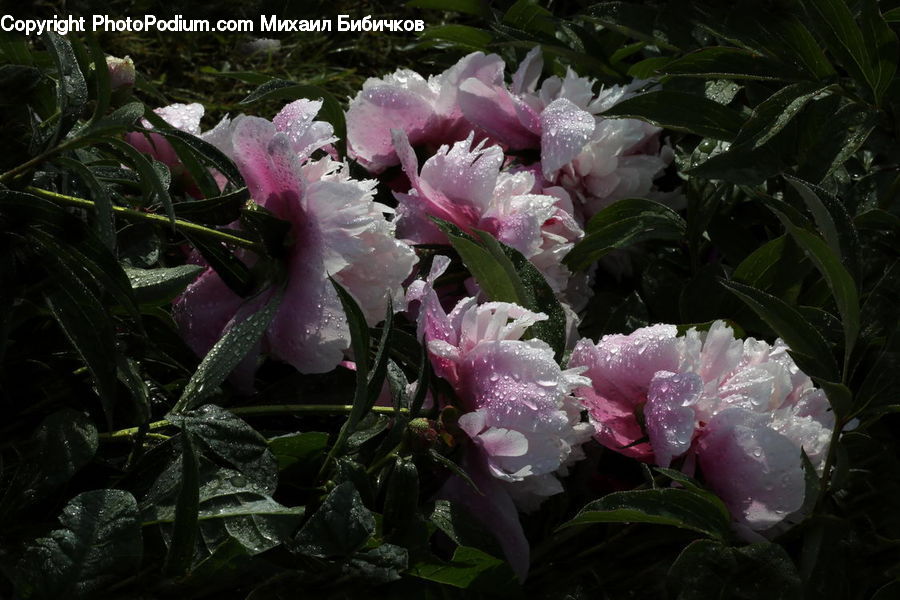 Blossom, Flower, Peony, Plant, Potted Plant, Aloe, Flora