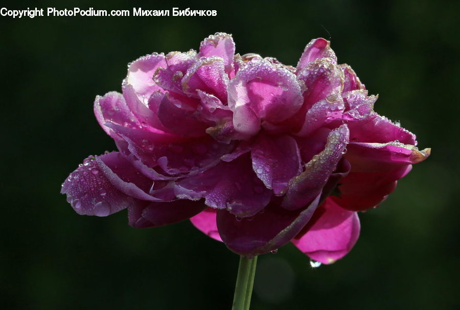 Blossom, Carnation, Flower, Plant, Flora, Peony, Geranium