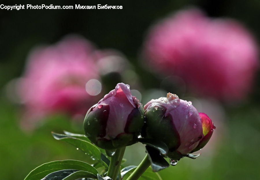 Bud, Plant, Blossom, Flower, Peony, Rose, Flora