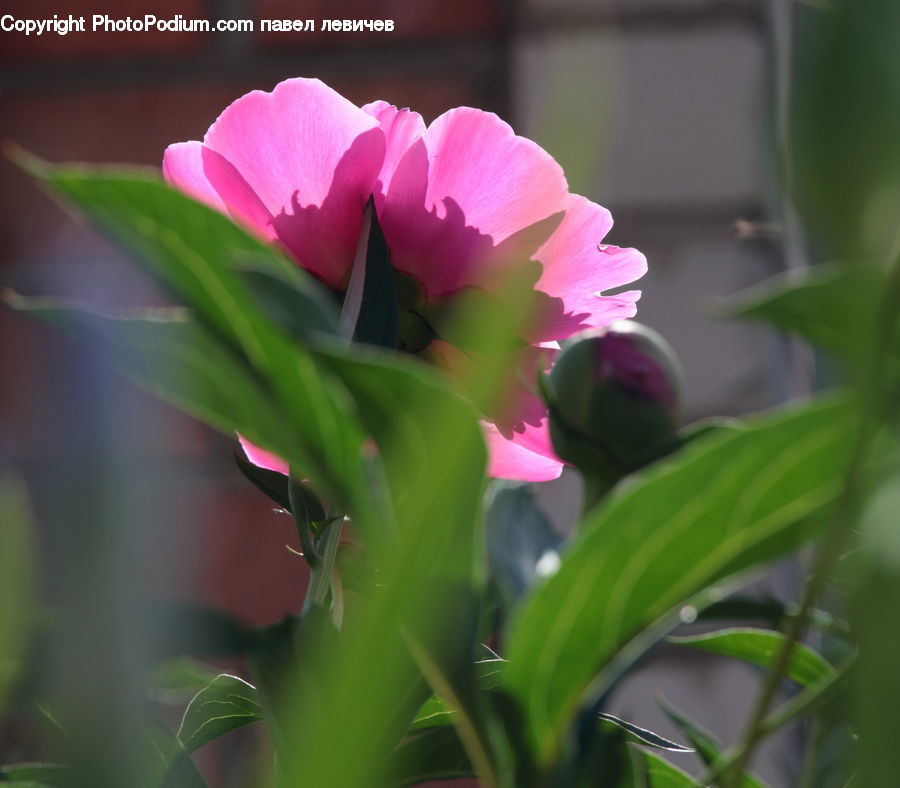 Blossom, Flower, Peony, Plant, Flora, Tulip, Petal