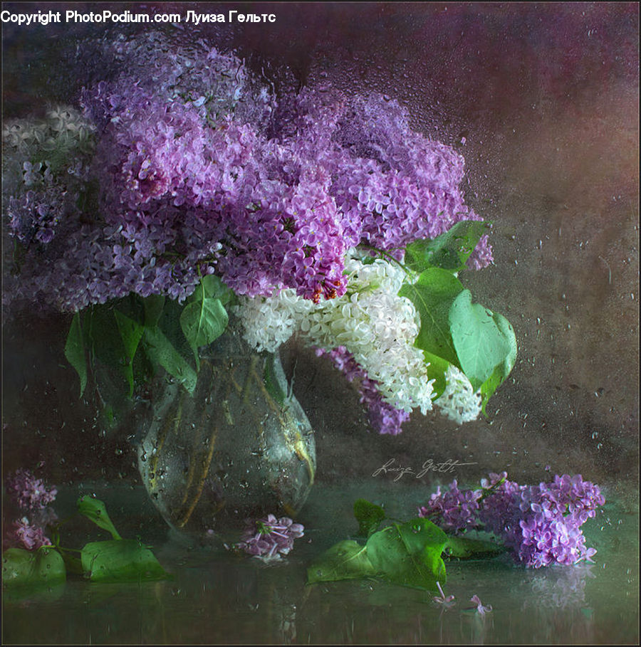Blossom, Flower, Lilac, Plant, Sea Life, Algae, Flora
