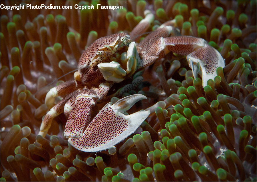 Coral Reef, Outdoors, Reef, Sea, Sea Life, Water, Fish