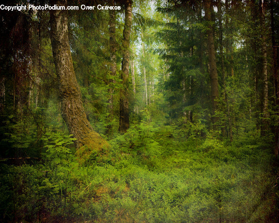 Forest, Vegetation, Fir, Redwood, Tree, Wood, Conifer