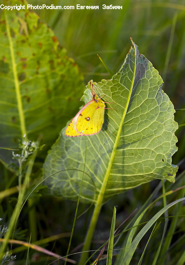 Butterfly, Insect, Invertebrate, Moth, Plant, Blossom, Flora
