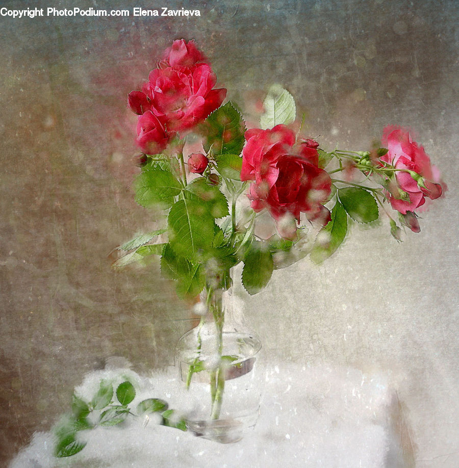 Blossom, Flora, Flower, Geranium, Plant, Petal, Rose