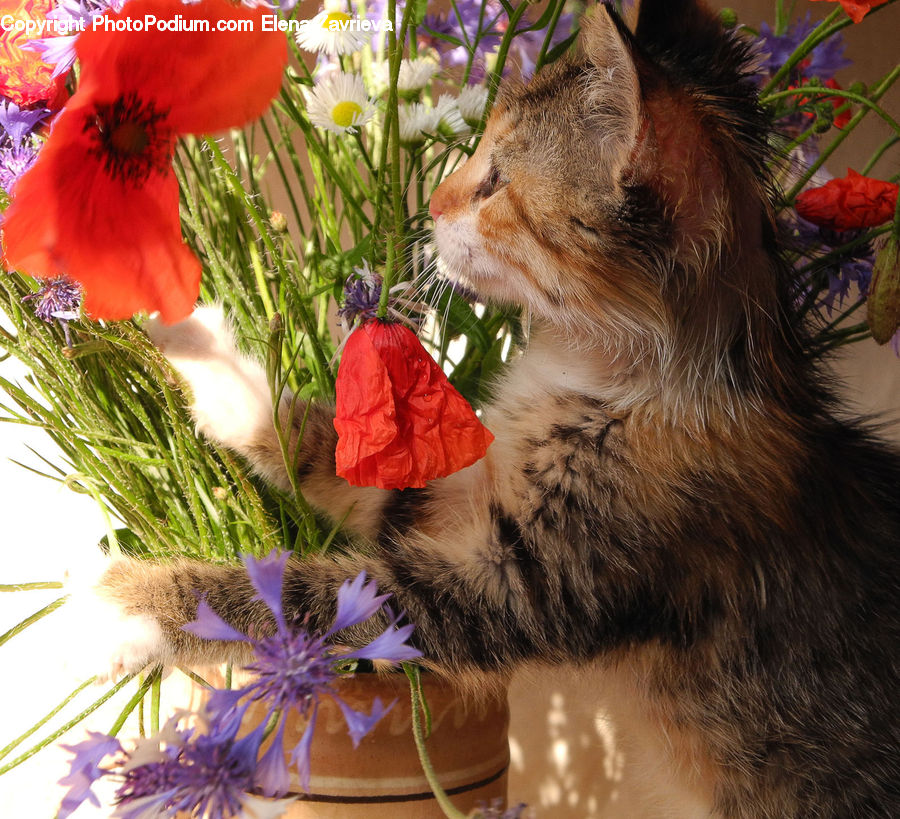 Plant, Potted Plant, Abyssinian, Animal, Cat, Mammal, Pet