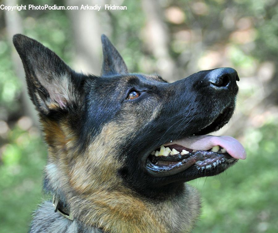Animal, Canine, Dog, German Shepherd, Mammal, Pet, Collie