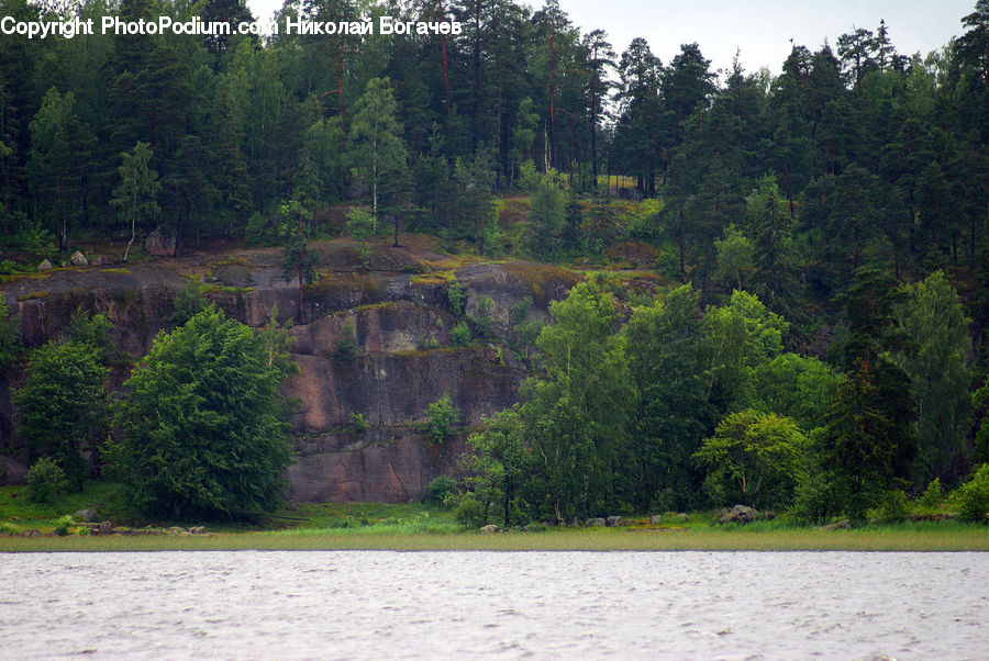 Forest, Jungle, Rainforest, Vegetation, Conifer, Fir, Plant