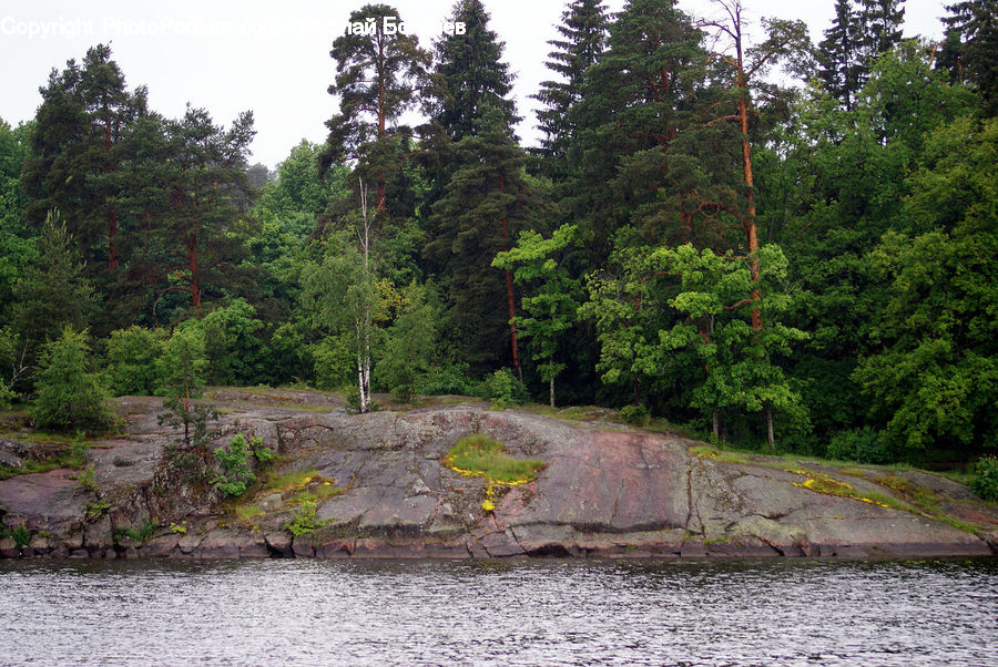 Creek, Outdoors, River, Water, Conifer, Fir, Plant