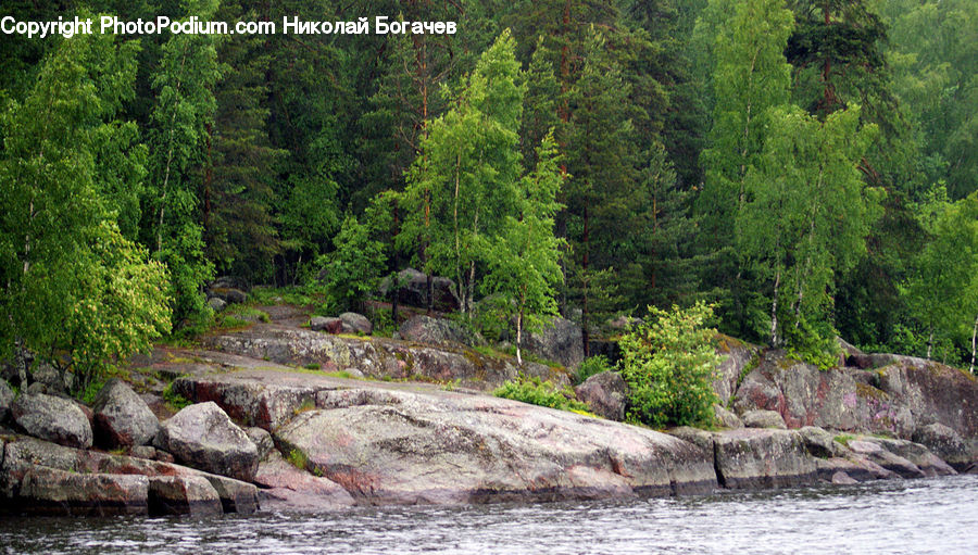 Creek, Outdoors, River, Water, Rock, Plant, Vegetation