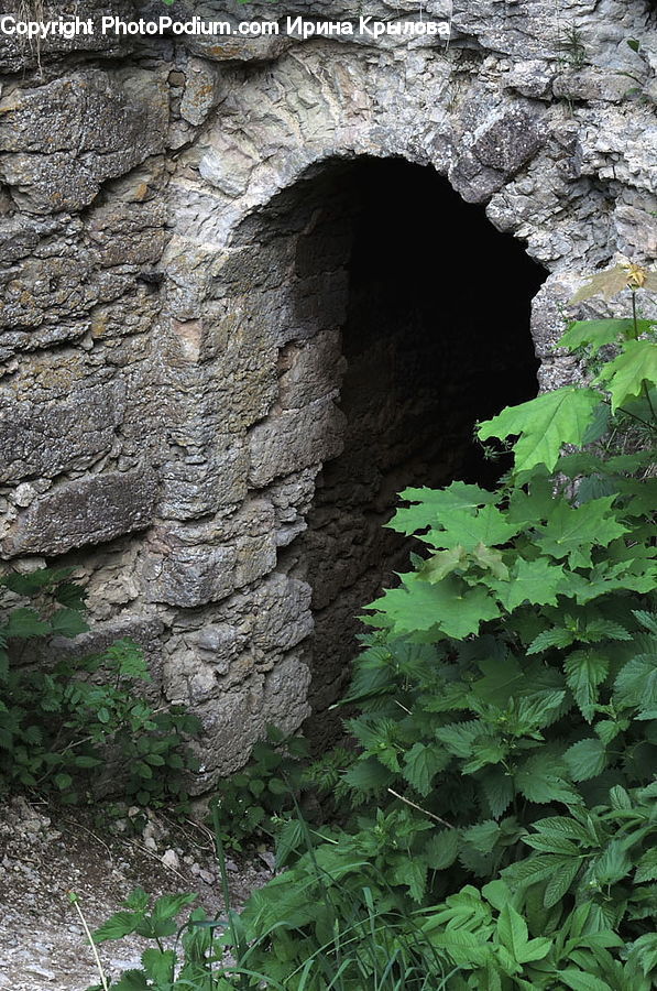 Hole, Plant, Potted Plant, Ivy, Vine, Blossom, Flora