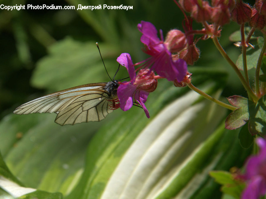 Blossom, Flora, Flower, Geranium, Plant, Butterfly, Insect