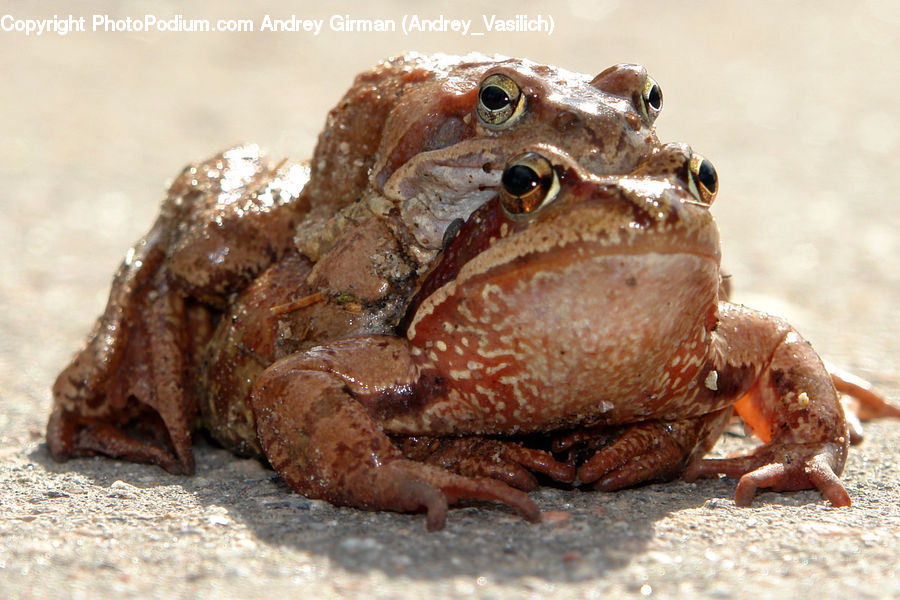 Amphibian, Frog, Wildlife, Crab, Invertebrate, Sea Life, Seafood