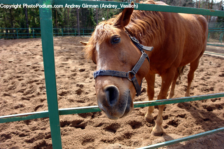 Animal, Colt Horse, Horse, Mammal
