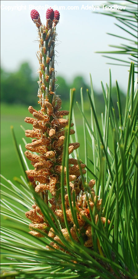 Fruit, Pineapple, Conifer, Fir, Plant, Tree, Pine