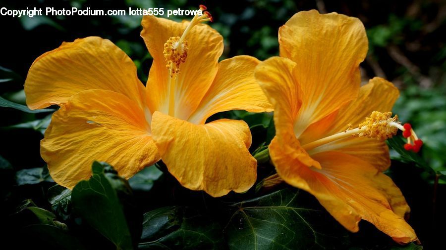 Flora, Flower, Hibiscus, Plant, Poppy, Potted Plant, Blossom