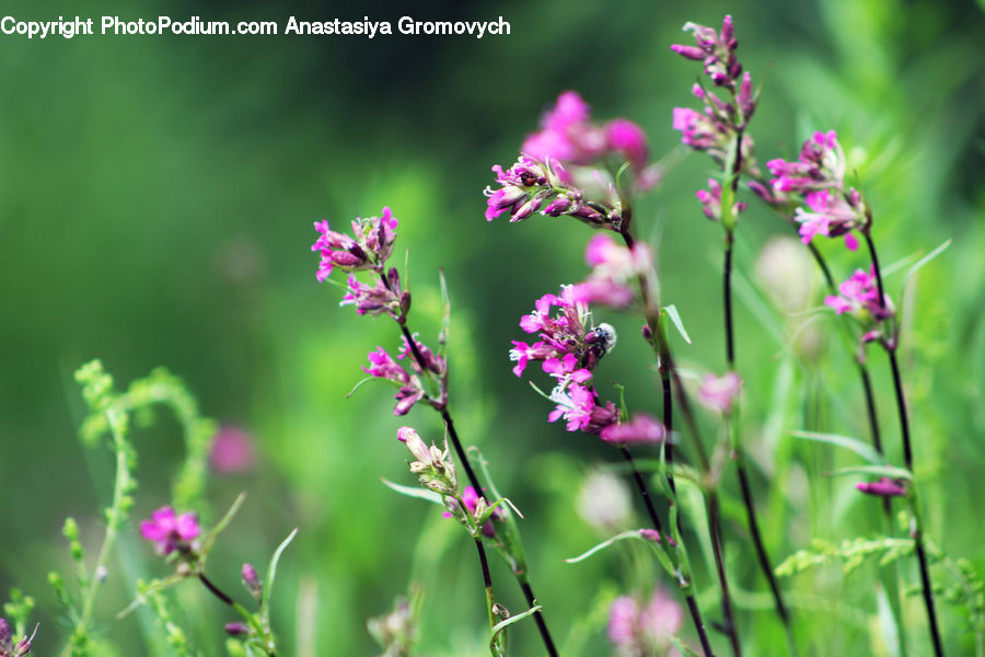 Blossom, Flora, Flower, Plant, Lavender, Geranium, Field