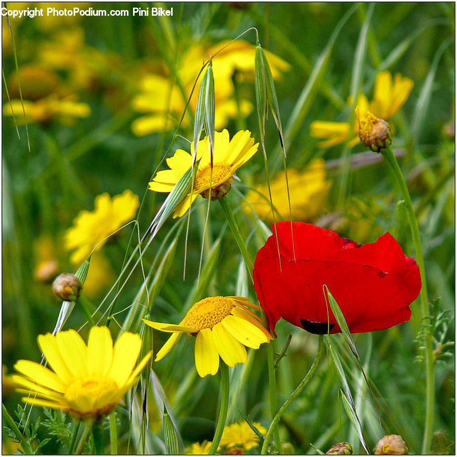 Blossom, Flora, Flower, Plant, Daisies, Daisy, Poppy