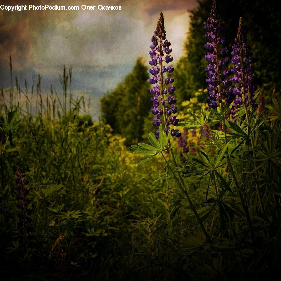 Flower, Lupin, Plant, Conifer, Fir, Tree, Field