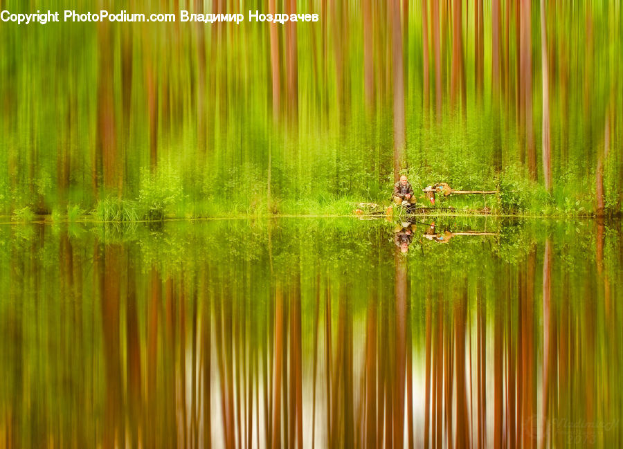 Water, Forest, Vegetation, Field, Grass, Grassland, Plant