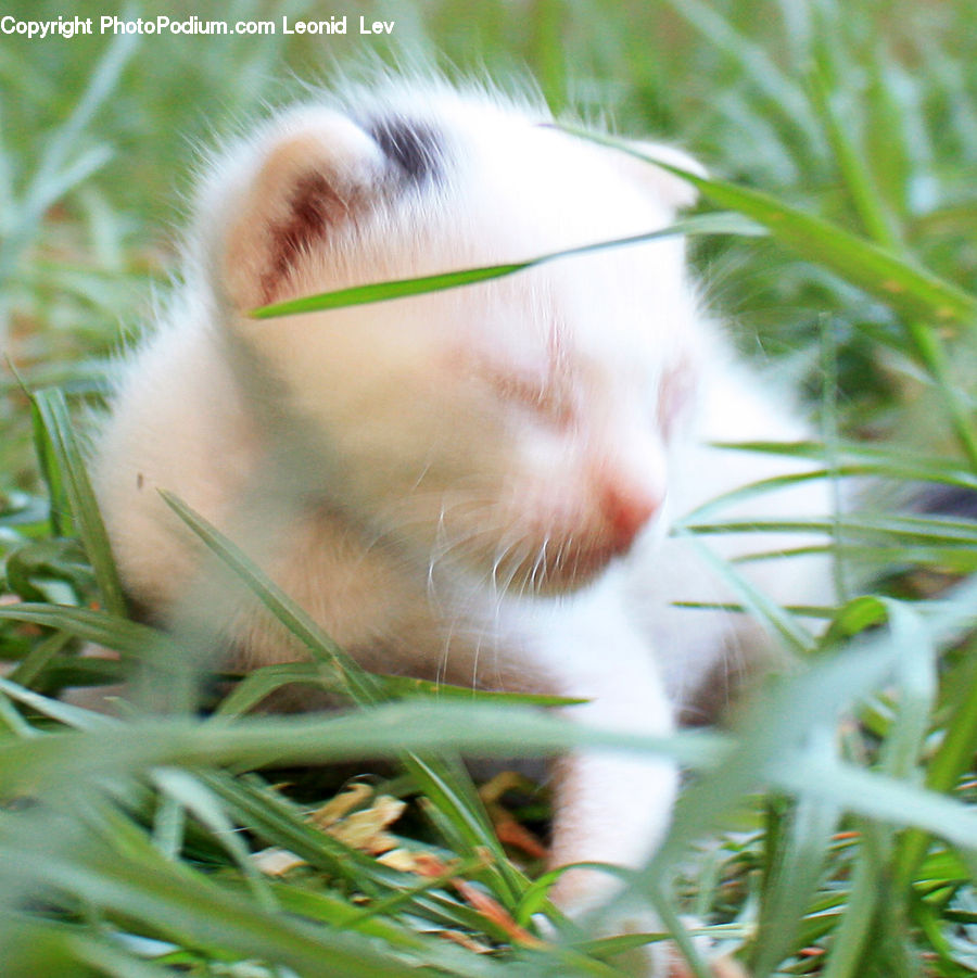 Animal, Cat, Mammal, Manx, Pet, Kitten, Field