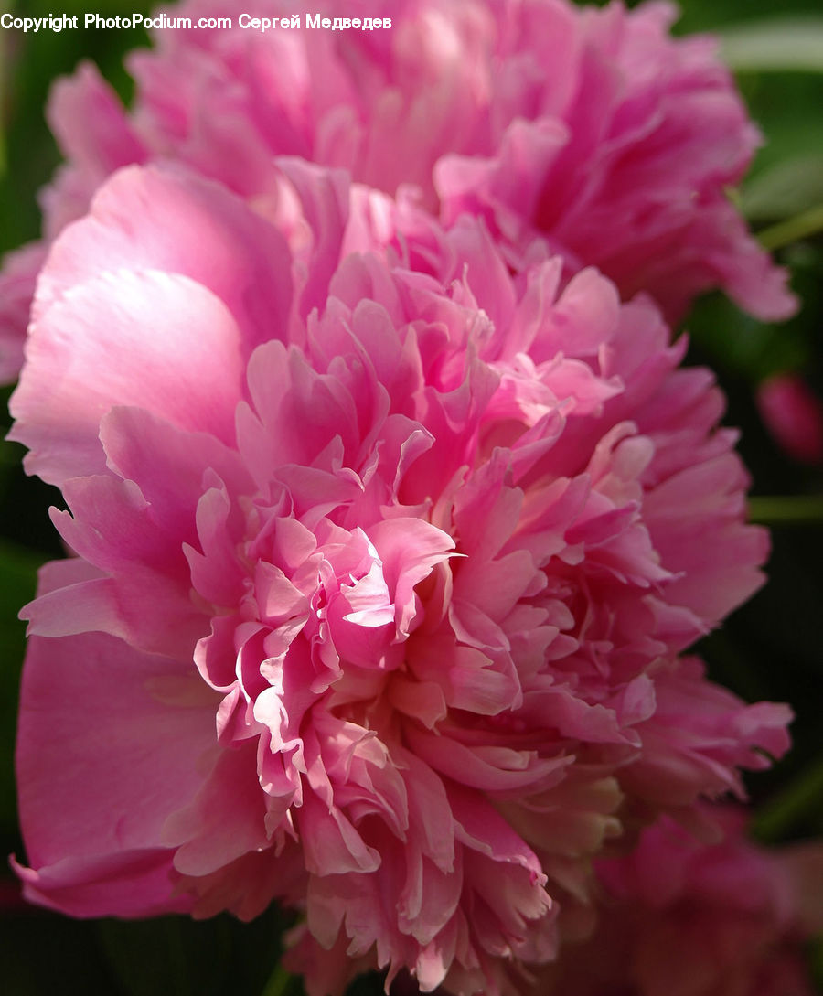 Blossom, Flower, Peony, Plant, Carnation, Dahlia, Flora
