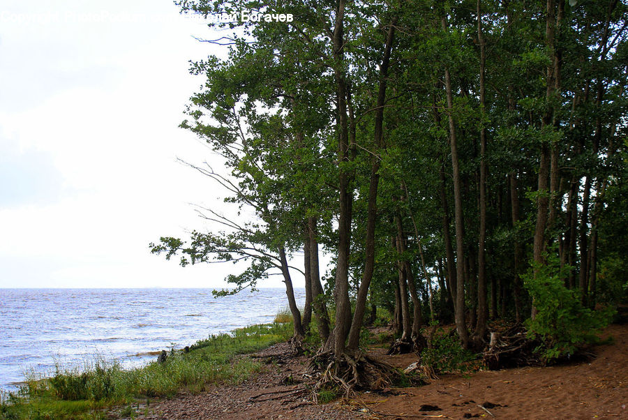 Forest, Vegetation, Fir, Redwood, Tree, Wood, Conifer