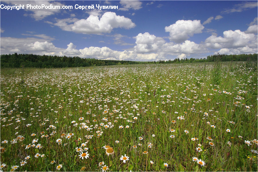 Field, Grass, Grassland, Meadow, Outdoors, Pasture, Land