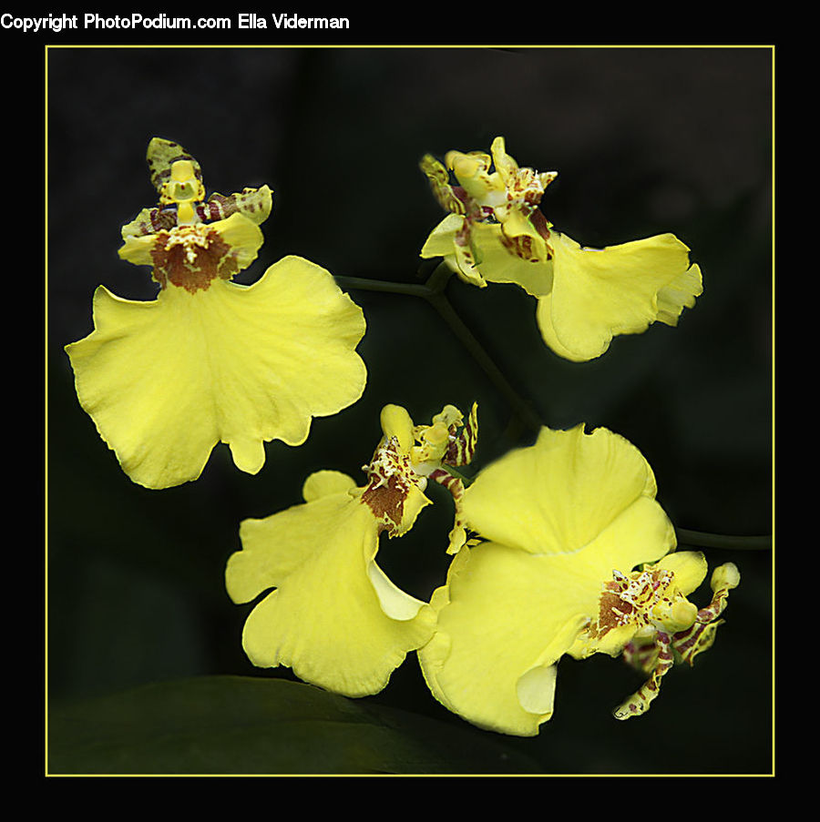 Flora, Flower, Gladiolus, Plant, Blossom, Hibiscus, Poppy