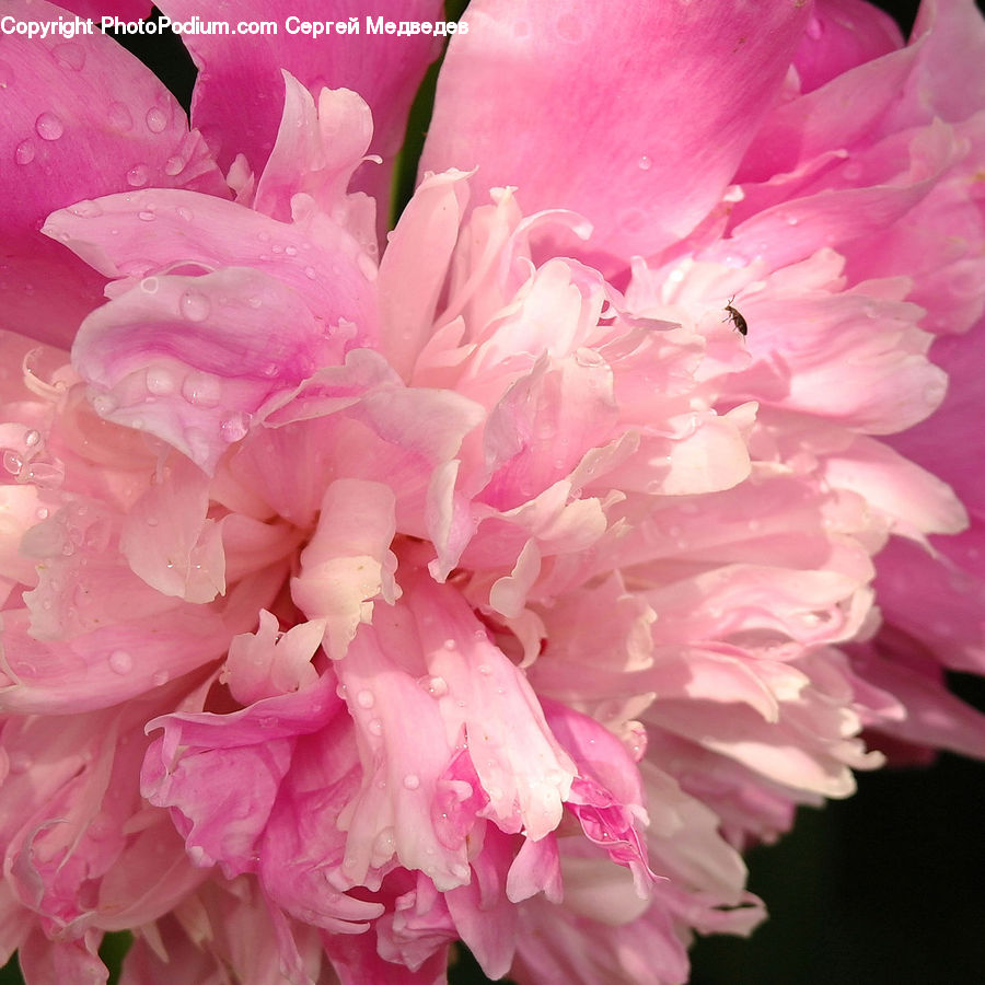 Blossom, Flower, Peony, Plant, Carnation, Flora, Dahlia