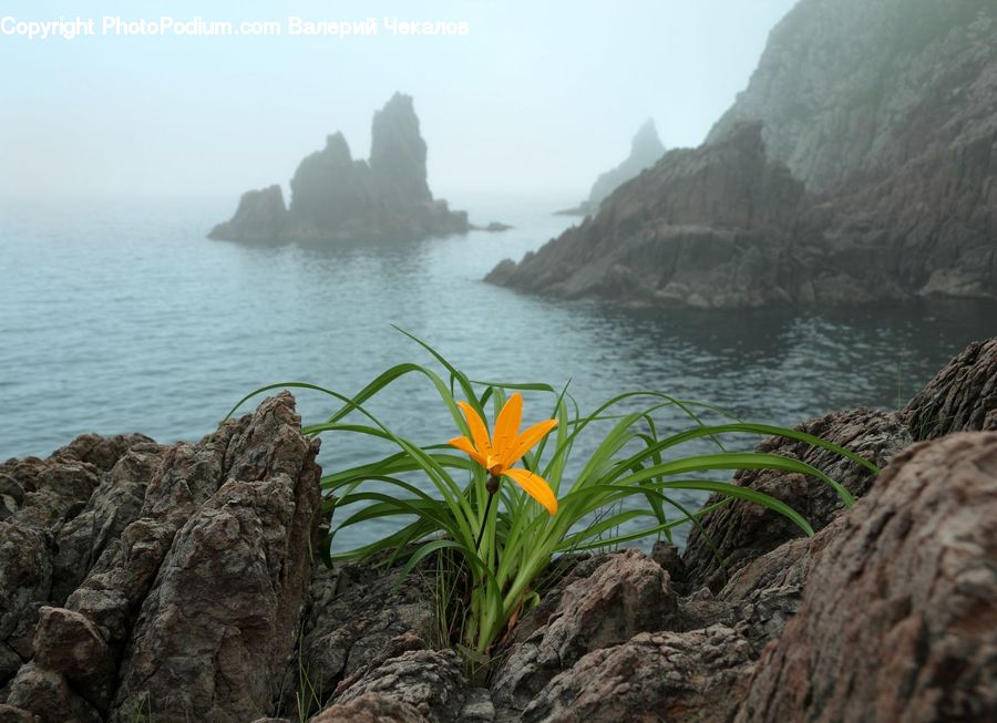 Fog, Cliff, Outdoors, Mist, Amaryllidaceae, Blossom, Flower