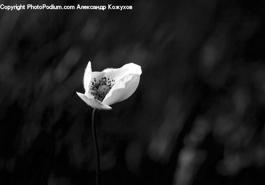 Blossom, Flora, Flower, Petal, Plant, Anemone, Anther