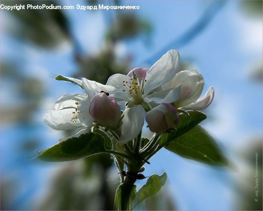 Blossom, Flora, Flower, Plant, Produce, Vegetable, Cherry Blossom