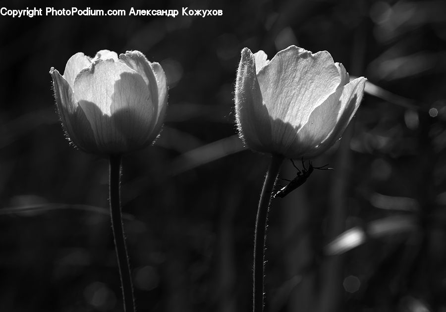 Blossom, Flora, Flower, Plant, Tulip, Poppy, Petal