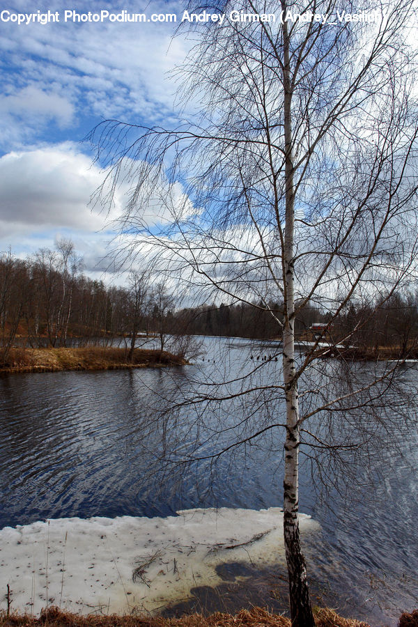 Birch, Tree, Wood, Conifer, Fir, Plant, Blossom