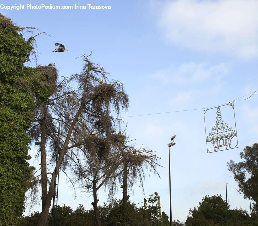 Conifer, Fir, Plant, Tree, Cable, Electric Transmission Tower, Power Lines