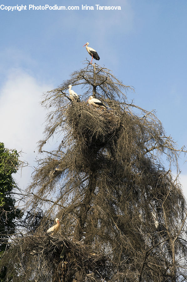 Bird, Eagle, Plant, Potted Plant, Field, Grass, Grassland