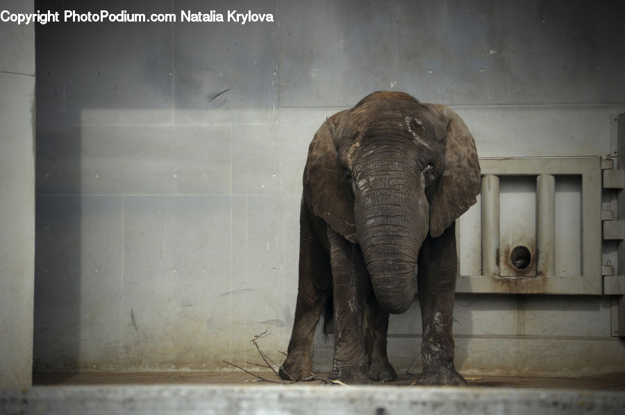 Animal, Elephant, Mammal, Art, Modern Art, Light, Ancient Egypt