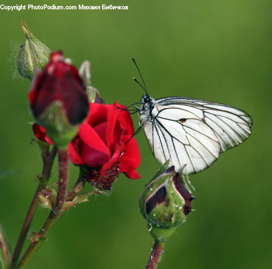 Butterfly, Insect, Invertebrate, Blossom, Flora, Flower, Geranium