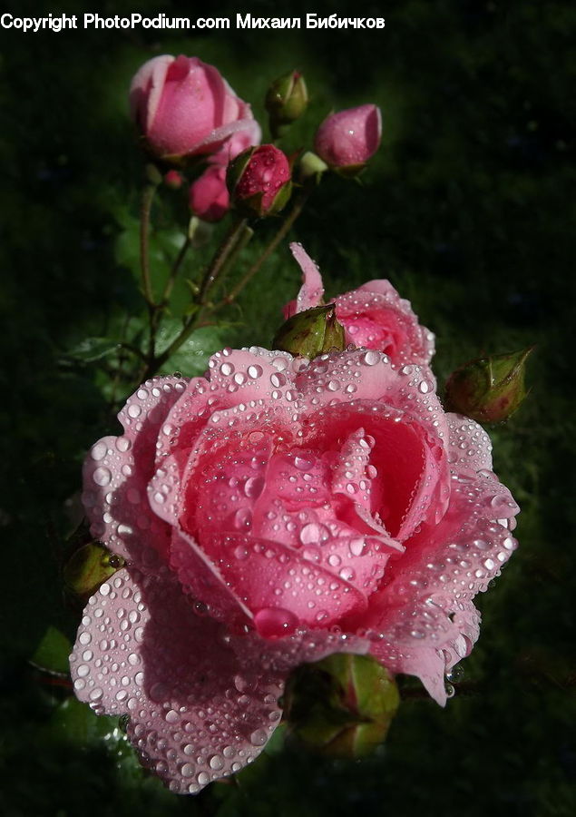 Apple, Fruit, Blossom, Flower, Plant, Rose, Flora