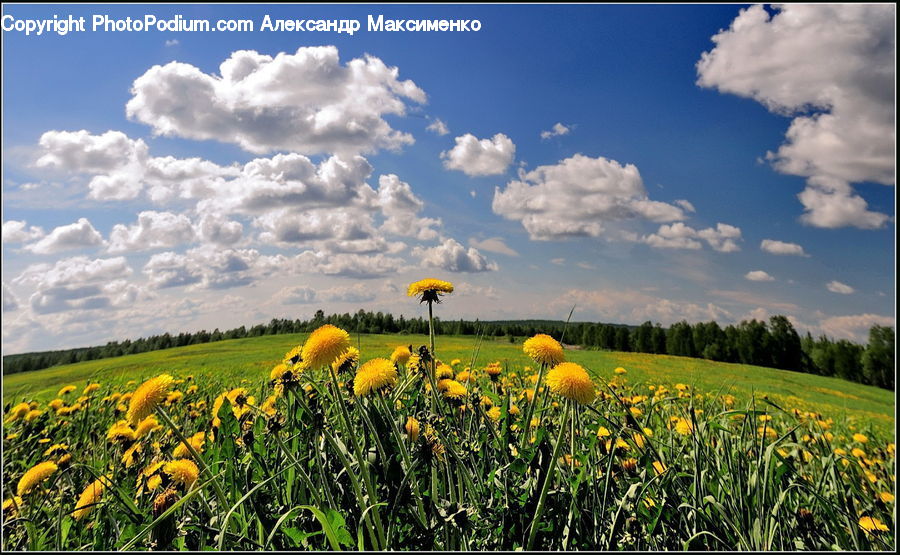 Field, Grass, Grassland, Meadow, Outdoors, Pasture, Cloud