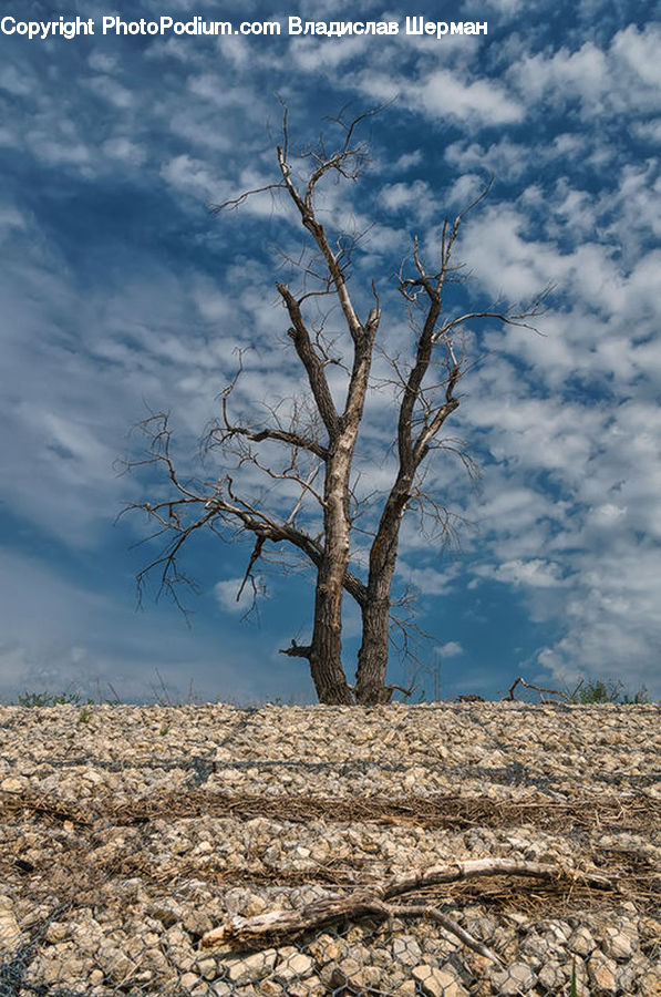Soil, Plant, Tree, Dirt Road, Gravel, Road