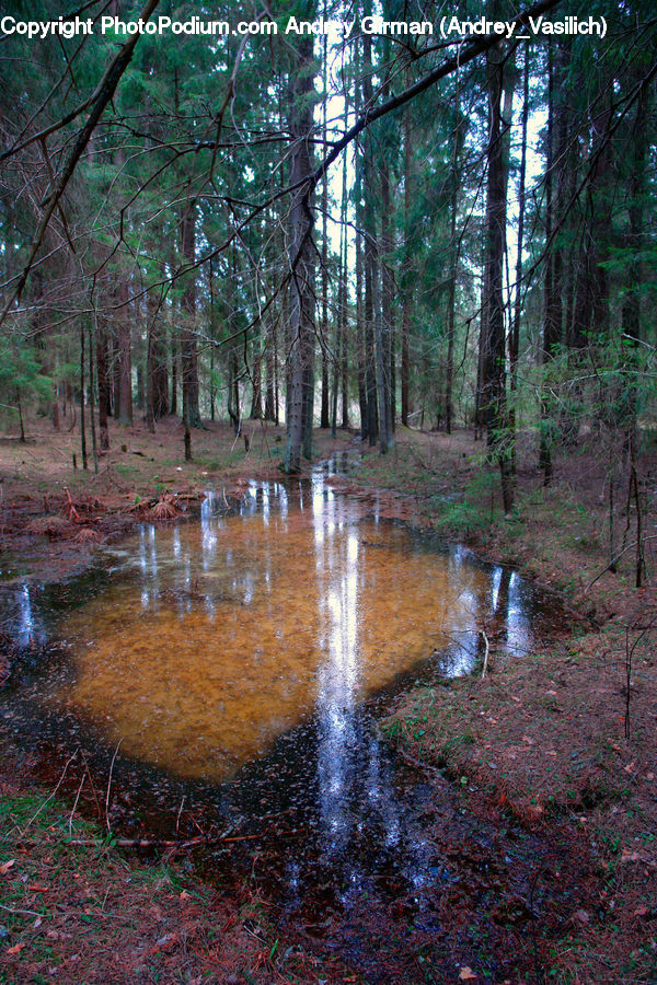 Land, Marsh, Outdoors, Swamp, Water, Creek, River