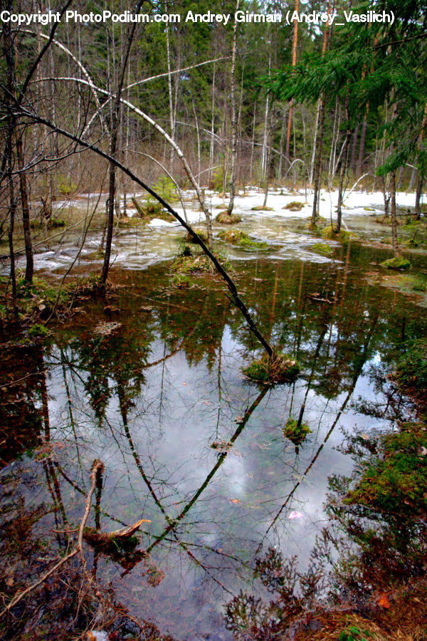 Conifer, Fir, Plant, Tree, Forest, Jungle, Rainforest