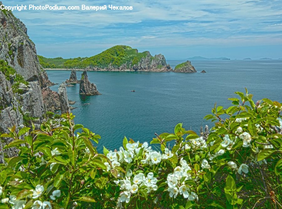 Coast, Cove, Outdoors, Sea, Water, Bush, Plant