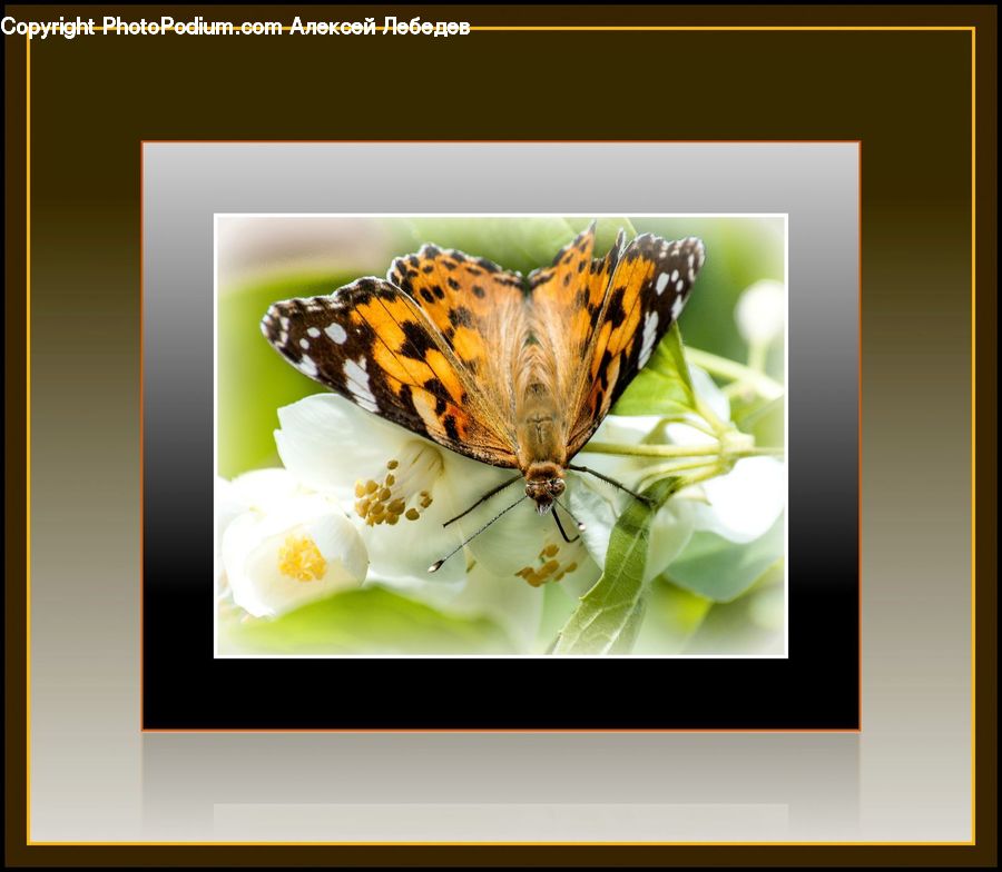Butterfly, Insect, Invertebrate, Collage, Poster, Art, Modern Art