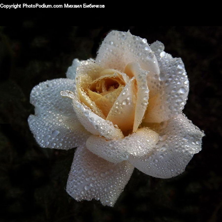 Blossom, Flower, Plant, Rose, Flora, Flower Arrangement, Flower Bouquet