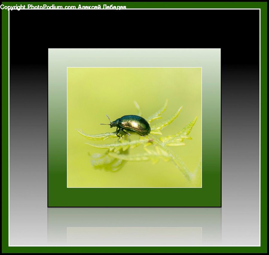 Dung Beetle, Insect, Invertebrate, Collage, Poster