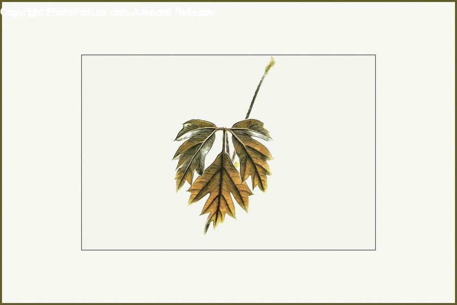 Jewelry, Necklace, Ornament, Pendant, Maple, Maple Leaf, Plant